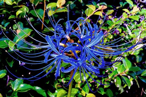 紅蓮華 彼岸花|ヒガンバナ（彼岸花）とは？生態やその特徴について。